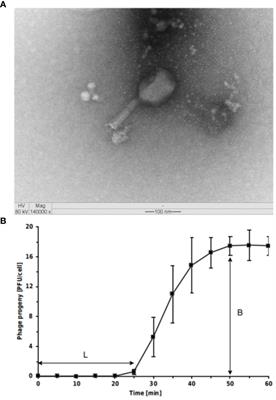 Complete genome analysis of Tequatrovirus ufvareg1, a Tequatrovirus species inhibiting Escherichia coli O157:H7